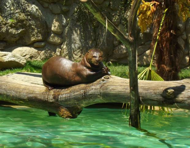 968918_464188893671760_1511394505_n